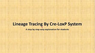 Lineage tracing by CreLoxP system [upl. by Arym]