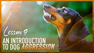 An Introduction to Dog Fear and Aggression [upl. by Kcirredal732]