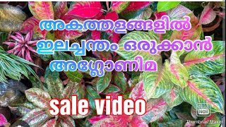 അകത്തളങ്ങളിൽ ഇലചന്തം ഒരുക്കാൻ അഗ്ലോണിമ indoor plants in malayalam gardening plants garden tip [upl. by Bouley205]