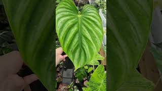 필로덴드론 플라우마니 블랙페이스philodendron plowmanii black face필로덴드론 [upl. by Noraed833]