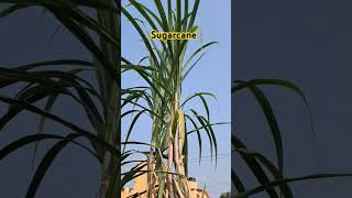 Why to eat SugarcaneBenefits of Sugarcane [upl. by Arodasi879]