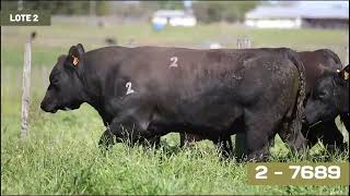 LOTE 2 toros angus SA [upl. by Uuge]