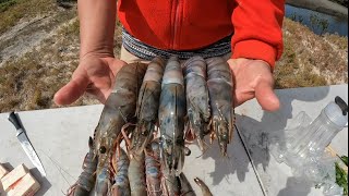 Así preparé estos camarones gigantes en el río [upl. by Gluck]