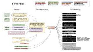 Epididymitis mechanism of disease [upl. by Hough]