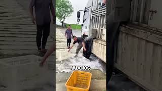 Pescadores luchan contra la PRESIÓN del agua para salvar a los peces 😱 [upl. by Buyers593]