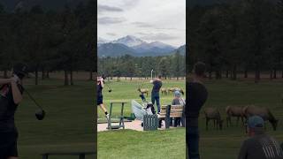 He was intentionally hitting golf balls at this elk  this was not the first What would you do [upl. by Jallier]