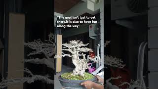 TUGAS BONSAI VITEX PARVIFLORAbonsai subscribe subscribemychannel trendingshorts shorts short [upl. by Marylinda354]