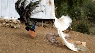 Leucistic VS Wild Type Indian Peacock Joust [upl. by Iramohs]