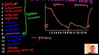 Blood pressure area and velocity graph blood circulation review  MCAT [upl. by Nyrhtak676]