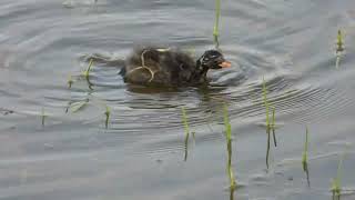 Potápka malá Tachybaptus ruficollis [upl. by Lletnohs]