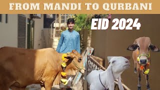 Eid ul Adha Vlog 2024 [upl. by Ainnek]