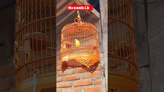 MOZAMBIK GACOR birds kicaumania mozambik [upl. by Ellesig]