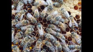 AMAZING LIFE CYCLE OF A QUEEN HONEYBEE  Beekeeping [upl. by Kalikow]