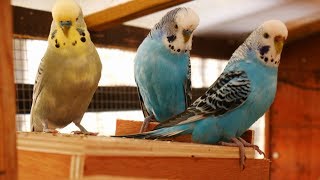 Over 2 Hours of Budgies Playing Singing and Talking in their Aviary [upl. by Meurer]