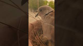 Baby Bird🐦‍⬛🐦‍⬛🐦 Salalah [upl. by Perrins]