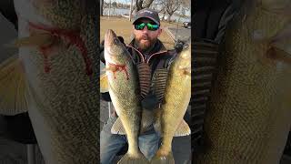 Big Walleyes on the Mississippi River walleyefishing walleye walleyes fishing [upl. by Eelirak]