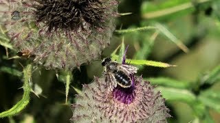 MEGACHILE MaritimeFemelle et MâleMegachile maritima  BRUITX [upl. by Heall]