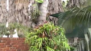 Adrian Bromeliads Part 4 [upl. by Avivah]