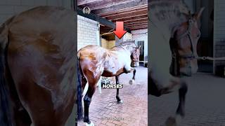 MINDBLOWING Horse Sweat Secrets You Never Knew [upl. by Llenaej]