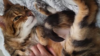 Extremely Comforting Belly Massage For Bengal Cat Kokoa [upl. by Cowden]