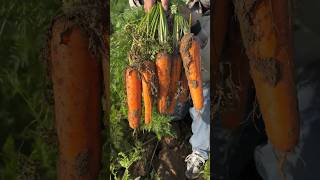 Carrots harvesting activities from farmers with rural farming life reels 2024 carrot satisfying [upl. by Kassandra]