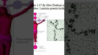 Microscopic image of Laminin Science belongs to God [upl. by Wivina338]