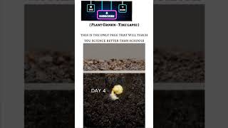 tradingshorts science A plant growth timelapseviralreels viralshort plantcycle [upl. by Siari228]