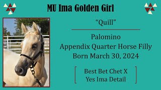 FOR SALE MU Ima Golden Girl – 2024 Appendix AQHA Filly – Training Highlight [upl. by Ahsaet]