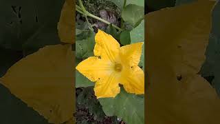 Flor de calabaza 🎃 viralvideo 1ksuscriptores parati 1ksubs fy fyp fypシ゚ [upl. by Idalina380]