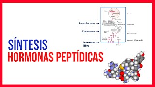 Síntesis de Hormonas Peptídicas [upl. by Lind972]