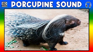 🦡 PORCUPINE SOUND  PORCUPINE SOUND EFFECT  SOUND OF PORCUPINE  NOISE OF PORCUPINE [upl. by Wsan705]