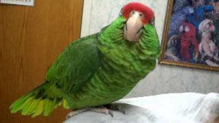 Talking Amazon Parrot [upl. by Anthony]