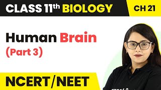 Brain Part 3  Neural Control And Coordination  Class 11 Biology Ch 21 NCERTNEET [upl. by Erminie]