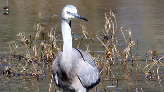 Whitefaced Heron Egretta novaehollandiae in Perth WA [upl. by Aipmylo]