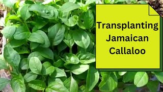 Transplanting Jamaican Callaloo [upl. by Rozalie387]