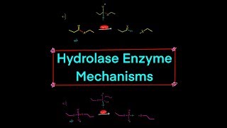 Types of Hydrolase Enzymes w Mechanisms peptidase nuclease lipase glycosylase phosphatase [upl. by Ralyat]