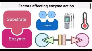 factors affecting Enzyme Activity  Temperature pH Substrate concentration Enzyme concentration [upl. by Ellek]