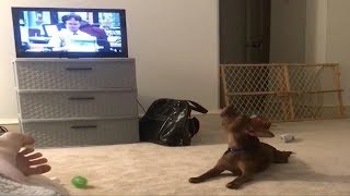 Dog Sings Along To The Office Theme Tune [upl. by Caves]