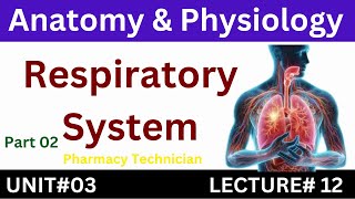 Respiratory System  Anatomy And Physiology  Pharmacy Technician [upl. by Eidnew]