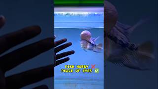 😍😍 shorts millionaire viralvideo 4k status fish [upl. by Llemaj802]