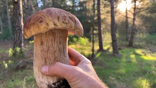 Porcini mushroom King Boletes hunting near Monterey California Fall 2021 [upl. by Meit]