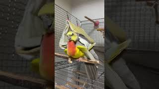 Lutino cockatiel and African love bird cross breeding explore birds cocketiel talesoftiels vlog [upl. by Alarise]