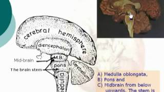 22 The brainstem الدكتور أحمد كمال Neuroanatomy 22 cxt [upl. by Retsevel800]