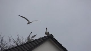 funny seagull sound by ani male [upl. by Niatirb]