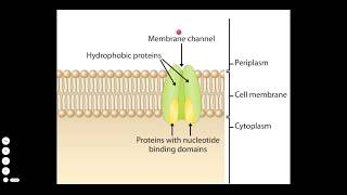 ABC Transporters [upl. by Hopkins]