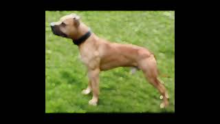 Double Gr Ch Haunch breeding 2023 Mayday dogs [upl. by Aihsitan]