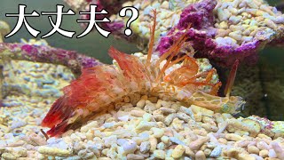 飼育してるモンハナシャコに異変が．．．【アクアリウム】 [upl. by Areek103]