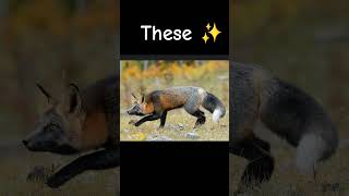 5 Cross fox therian theriotypes therianthropy edits [upl. by Ennaer]