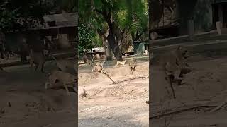 1 Baboon Vs 5 Dogs Fight Part1 wildlifefights baboonvideos baboonattack [upl. by Cheria]