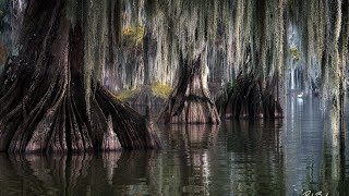 Swamp WaterAn aqautic neroli masterpiece [upl. by Thayne835]